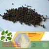 Black Pepper Fruit Extract